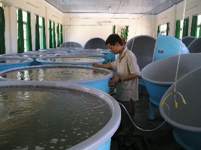 Cua xanh và cá chẽm: 2 giống mới trong nuôi thuỷ sản ở Bình Định
