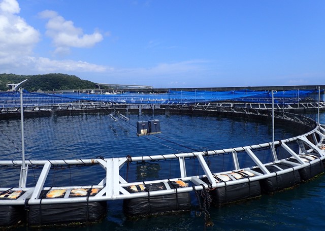 Nuôi cá ngừ vây xanh tại Nhật Bản – Tạp chí Thủy sản Việt Nam