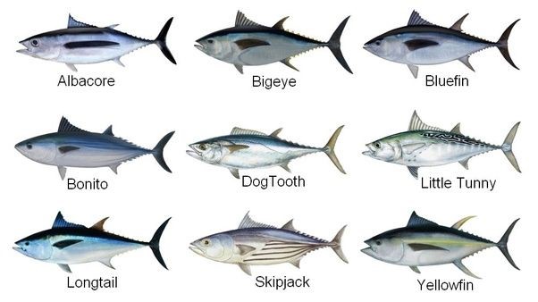 Lợi ích và nguy hiểm đằng sau việc ăn cá ngừ sống