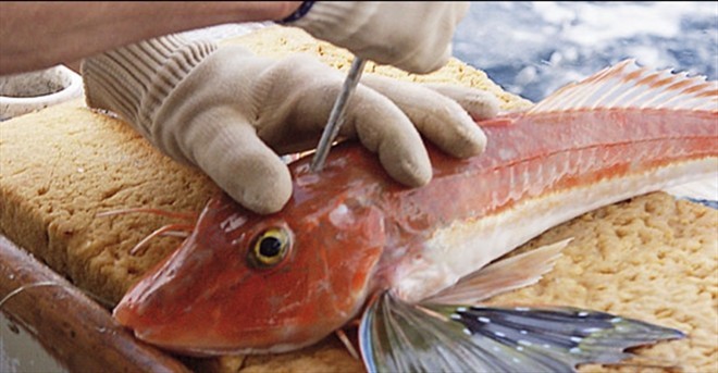 Nghệ thuật bảo quản cá của ngư dân Nhật Bản