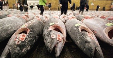 Thị trường cá ngừ mắt to đông lạnh Nhật Bản tháng 2/2013