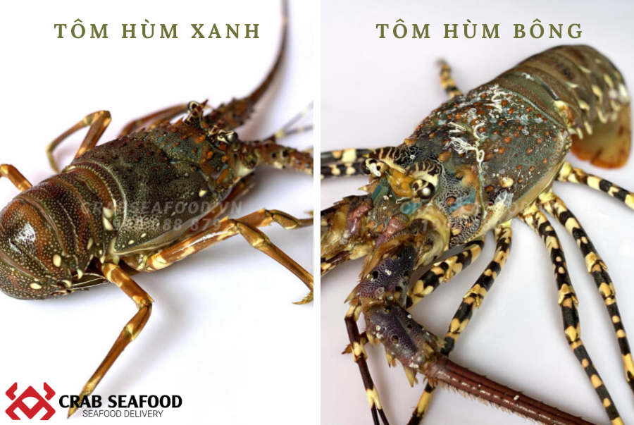 Tôm hùm bông và tôm hùm xanh loại nào ngon hơn? - Crab Seafood