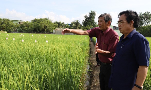 American firms reportedly register Vietnam’s ST25 rice, once world’s best, for trademark protection in US