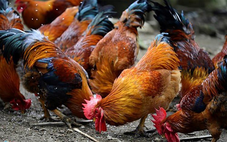 Công ty bầu Đức sắp bán gà thả vườn ăn chuối - VnExpress Kinh doanh