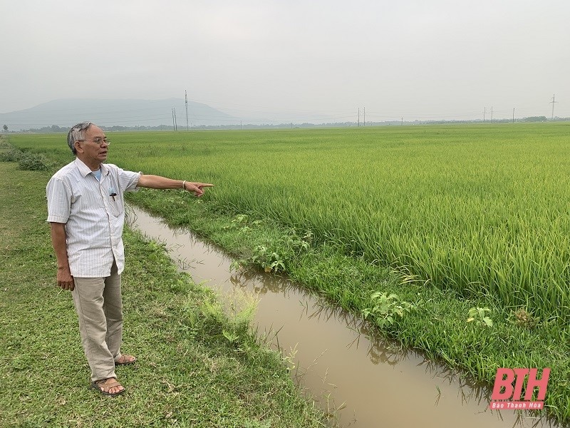 Hiệu quả bước đầu của giống lúa ST25 tại huyện Nông Cống