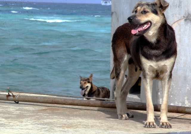 "Khám phá" thú vị về những chú chó ở huyện đảo Trường Sa ảnh 1