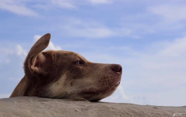 "Khám phá" thú vị về những chú chó ở huyện đảo Trường Sa ảnh 7