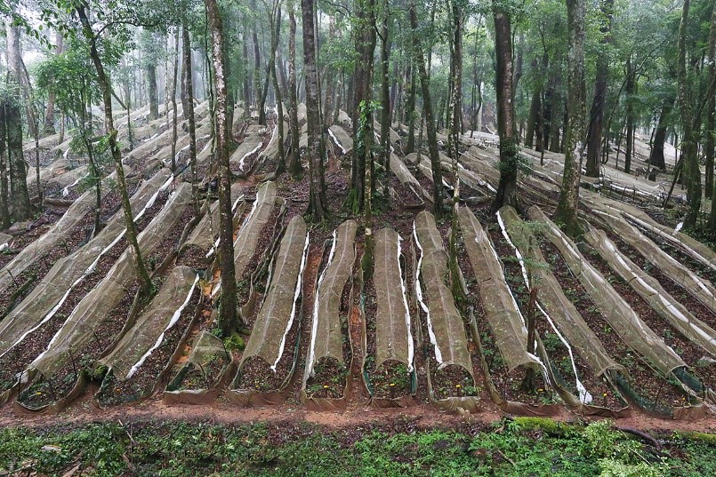 Rừng sâm hơn 400 ha trên núi Ngọc Linh - VnExpress Kinh doanh