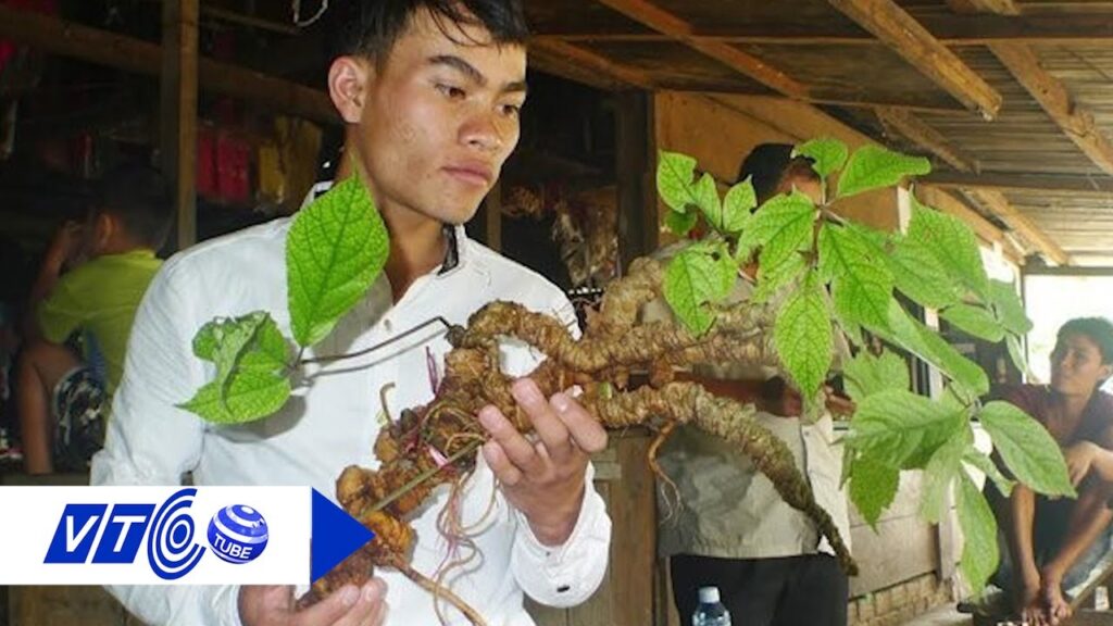 Sâm Ngọc Linh trồng 15 - 20 năm tuổi, 5 củ 1kg vừa về tại Onplaza